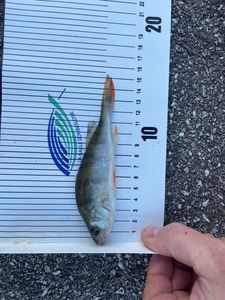 European Perch