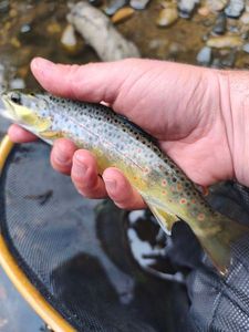 Brown Trout