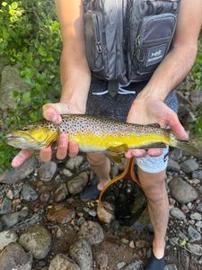 Brown Trout