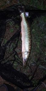 Northern Pike