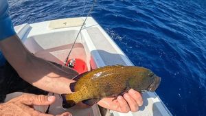 Peacock Grouper