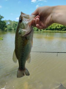 Largemouth Bass
