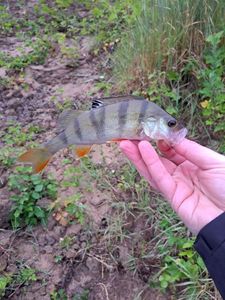 European Perch