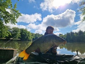 Common Carp