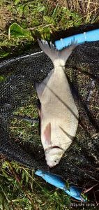 Common Bream