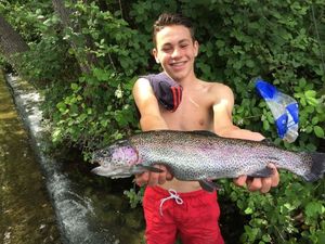 Rainbow Trout