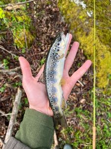 Brown Trout