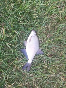 Common Bream
