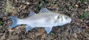 European Bass (Seabass)