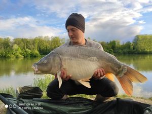Mirror Carp