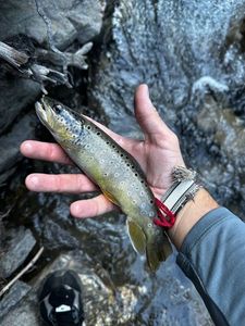 Brown Trout