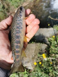 Brown Trout