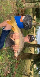 Leather Carp