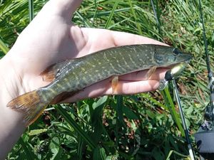 Northern Pike