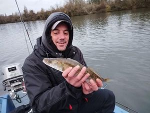 Zander