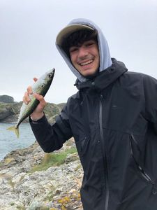 Chub Mackerel