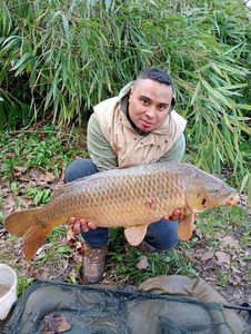 Common Carp