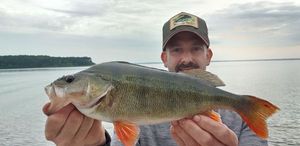 European Perch