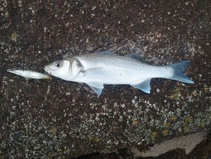 European Bass (Seabass)