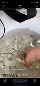 Largemouth Bass