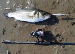 European Bass (Seabass)