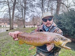 Brown Trout