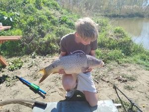Common Carp