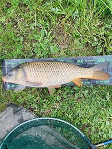 Common Carp