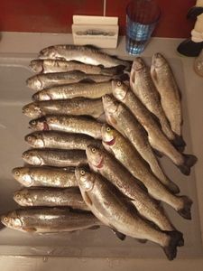 Rainbow Trout
