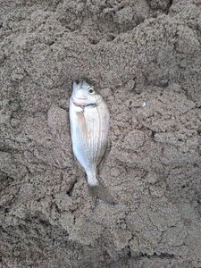 Black Seabream