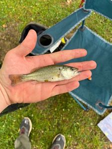 Largemouth Bass