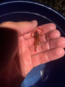 Common Prawn