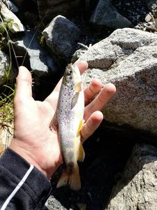 Brown Trout