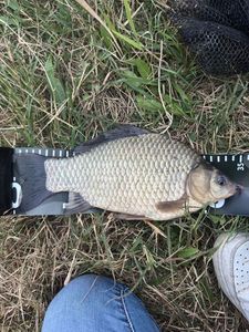 Crucian Carp