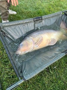 Mirror Carp