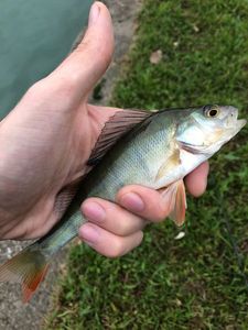 European Perch