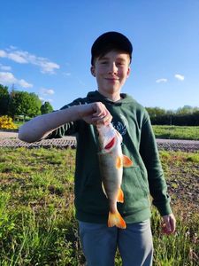 European Perch