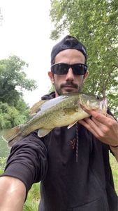 Largemouth Bass