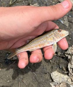 Surmullet