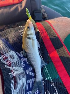 European Bass (Seabass)