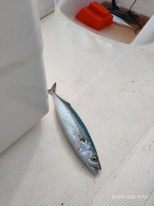 Mackerel