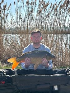 Mirror Carp