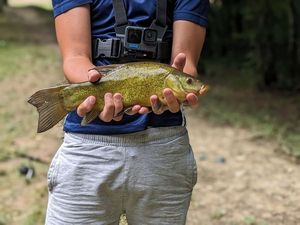 Tench