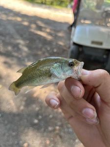 Largemouth Bass