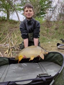 Common Carp