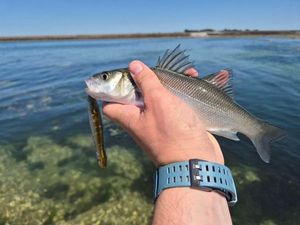 European Bass (Seabass)