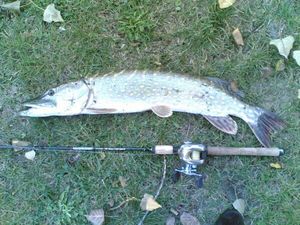 Northern Pike