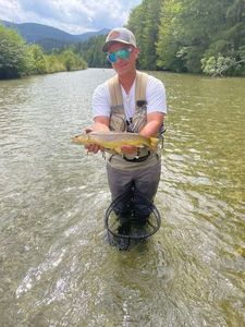 Brown Trout