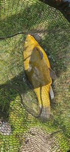 Tench