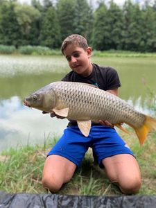 Common Carp